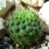 Rebutia _cajasensis_ 01